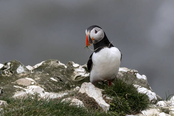 photographer The Opportunist uncategorized  photo