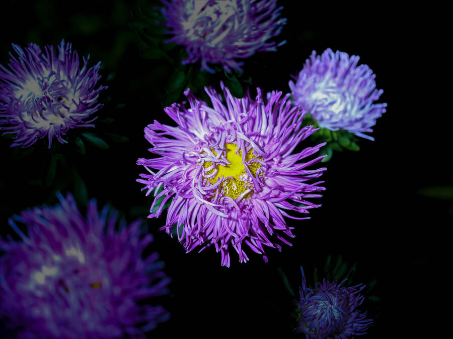 photographer Claudio uncategorized  photo