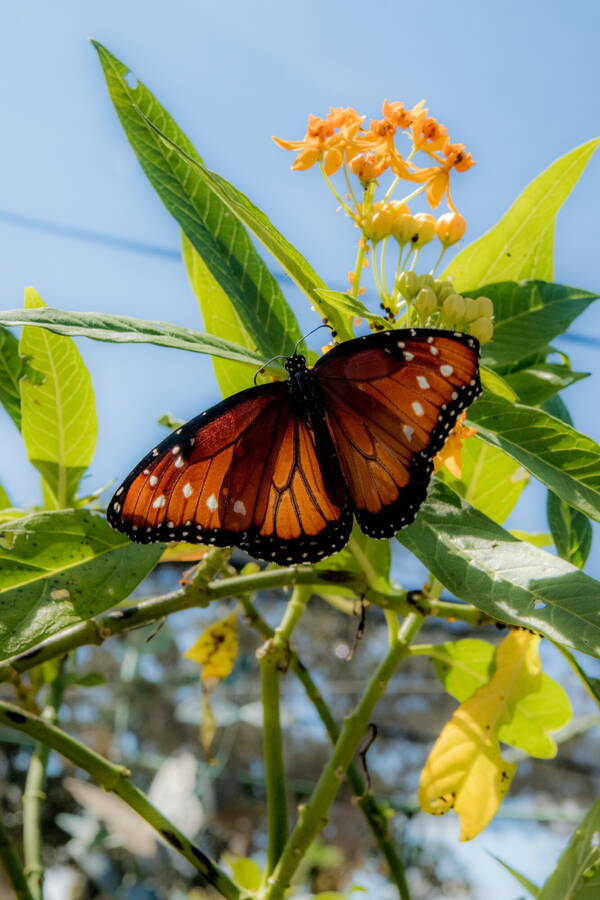 photographer Cloudy photos wildlife  photo