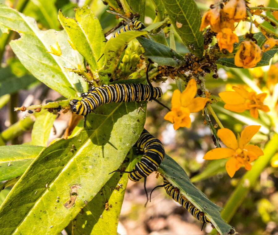 photographer Cloudy photos wildlife  photo